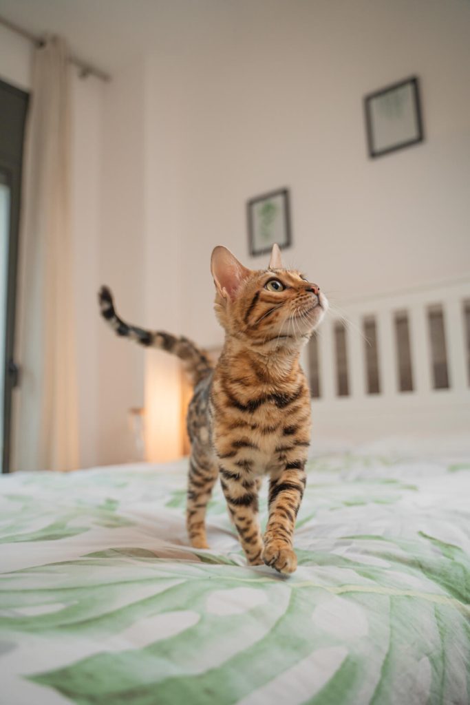 Fotos profesionales para mi gato