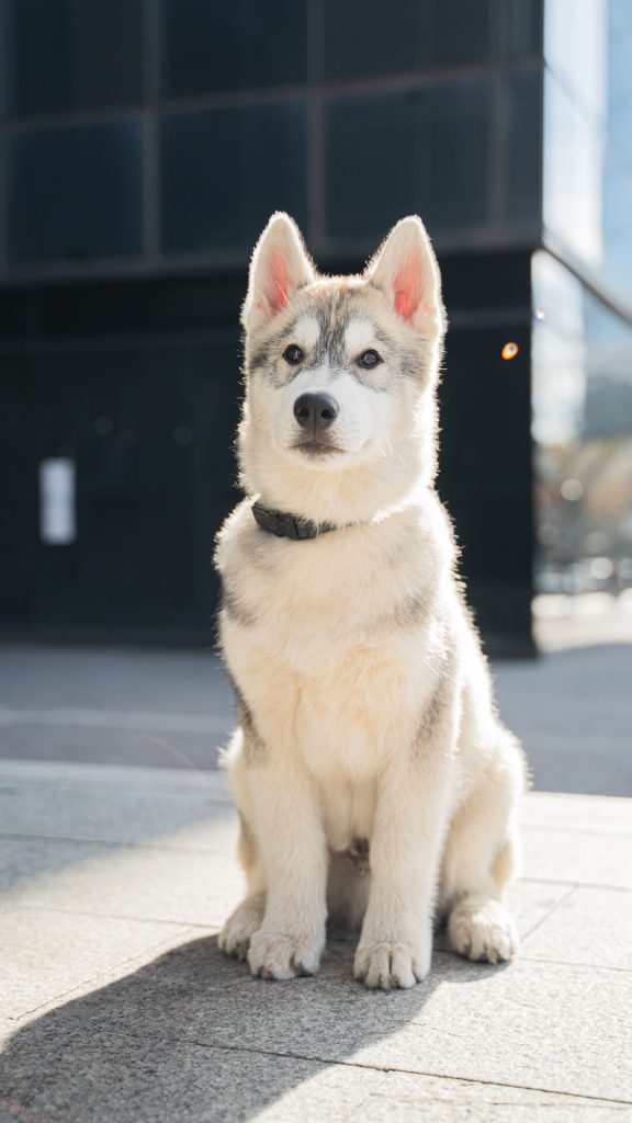 Fotografía de perros profesional cerca de mi