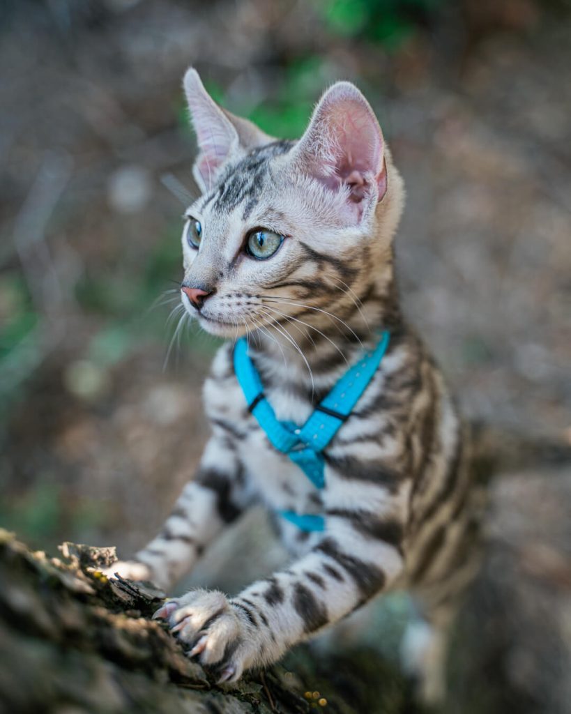 Fotografía de mascotas profesional