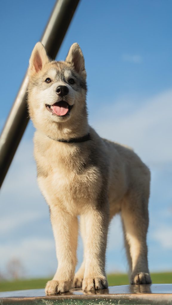 Fotógrafo canina cerca de mi