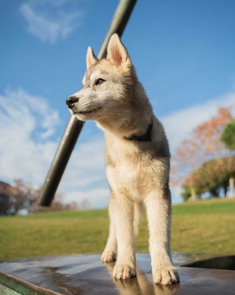 Fotógrafo canino en Barcelona