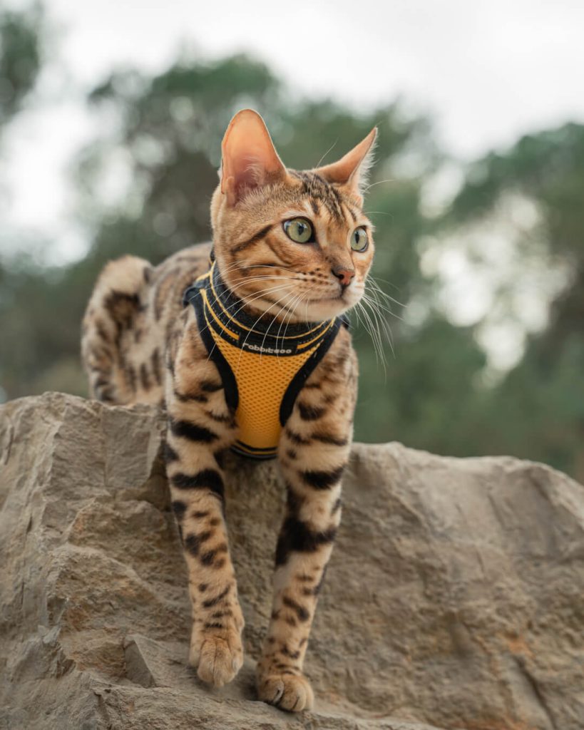 Fotógrafo de felinos en Barcelona