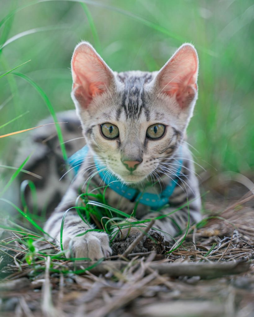 Fotógrafo de mascotas en Sabadell