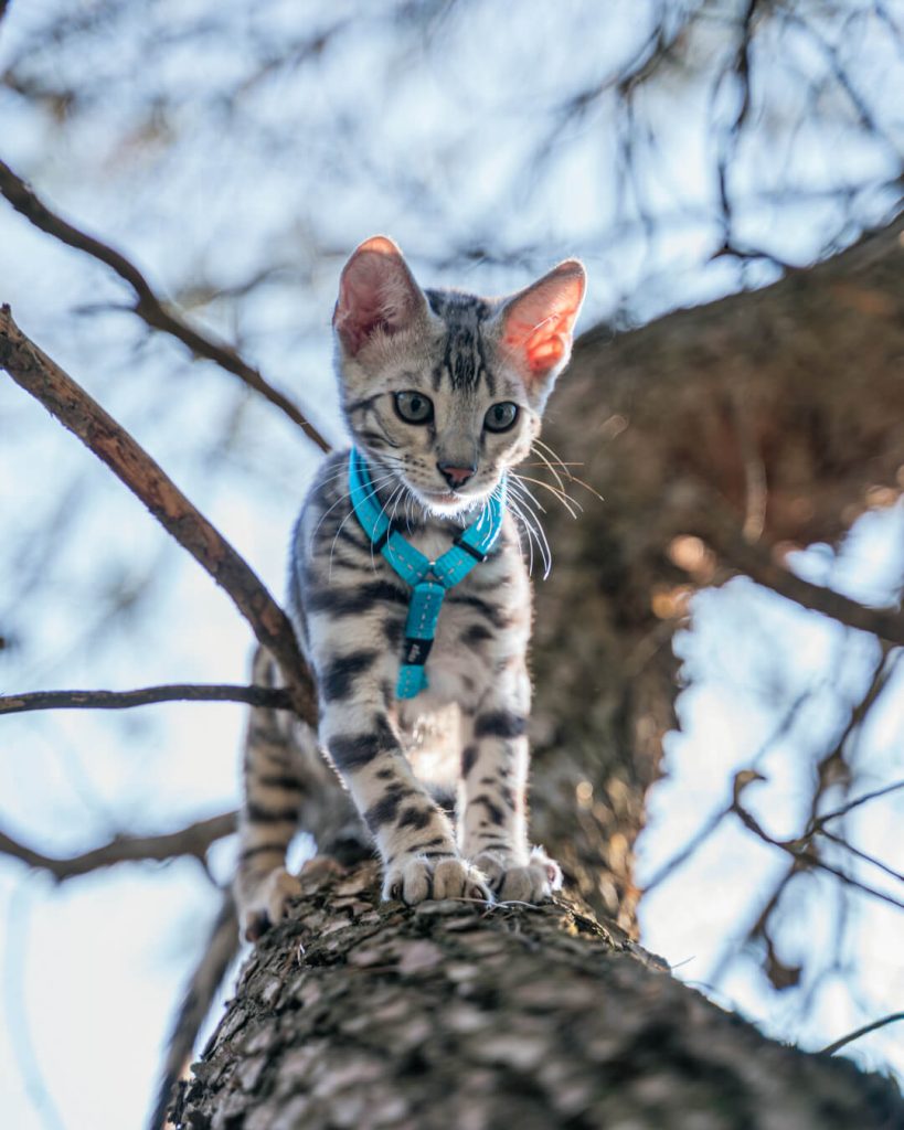 Fotógrafo profesional de mascotas cerca de mi