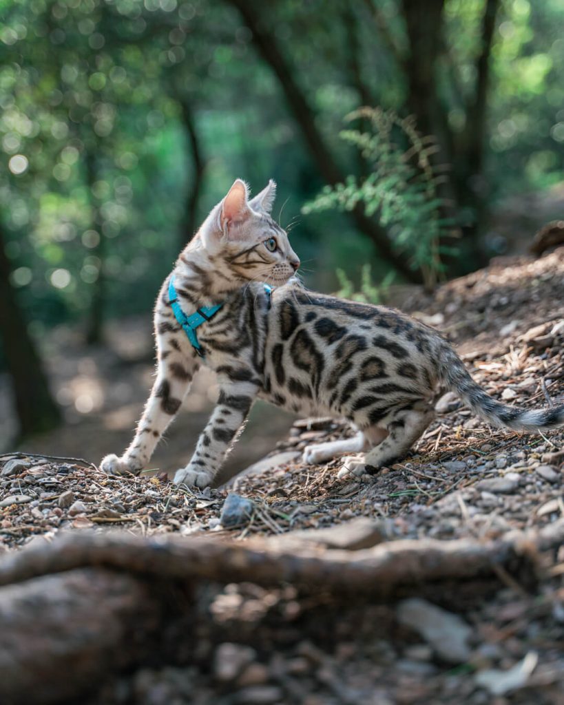 Fotos de alta calidad para mi mascota