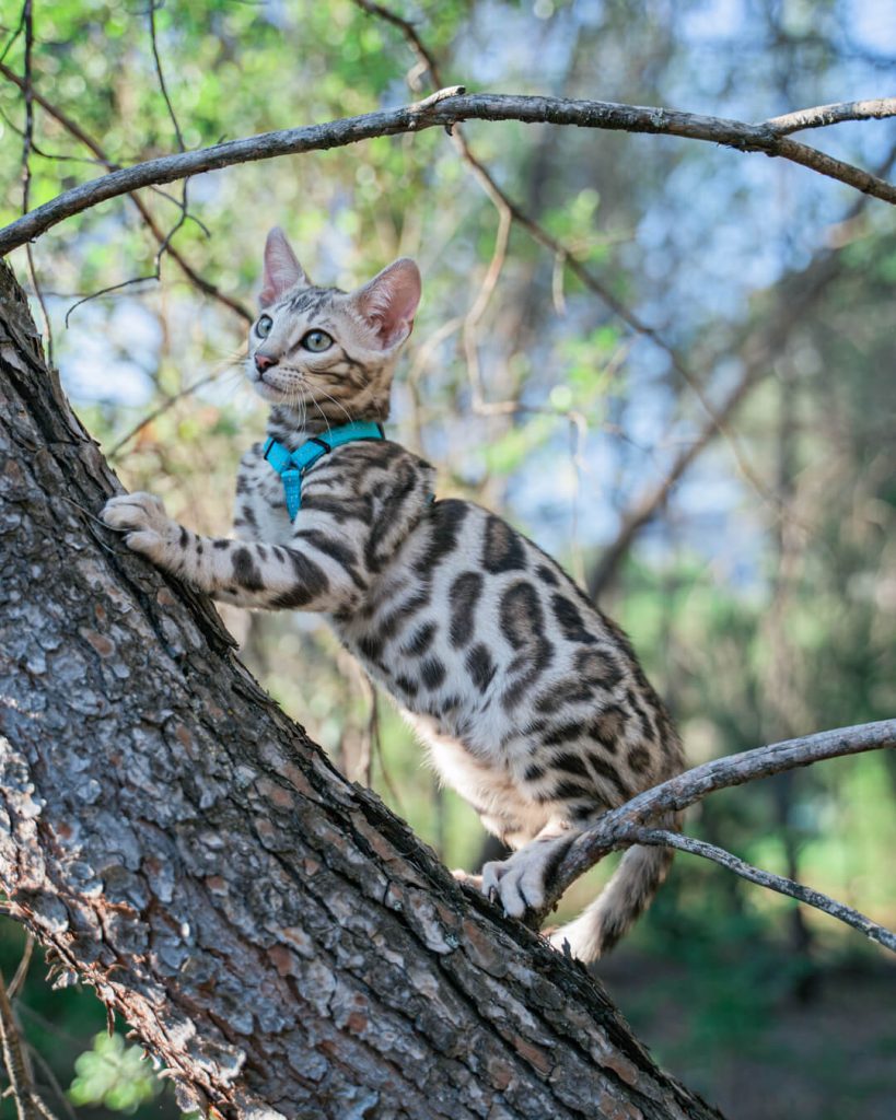 Fotos profesionales de mi gato