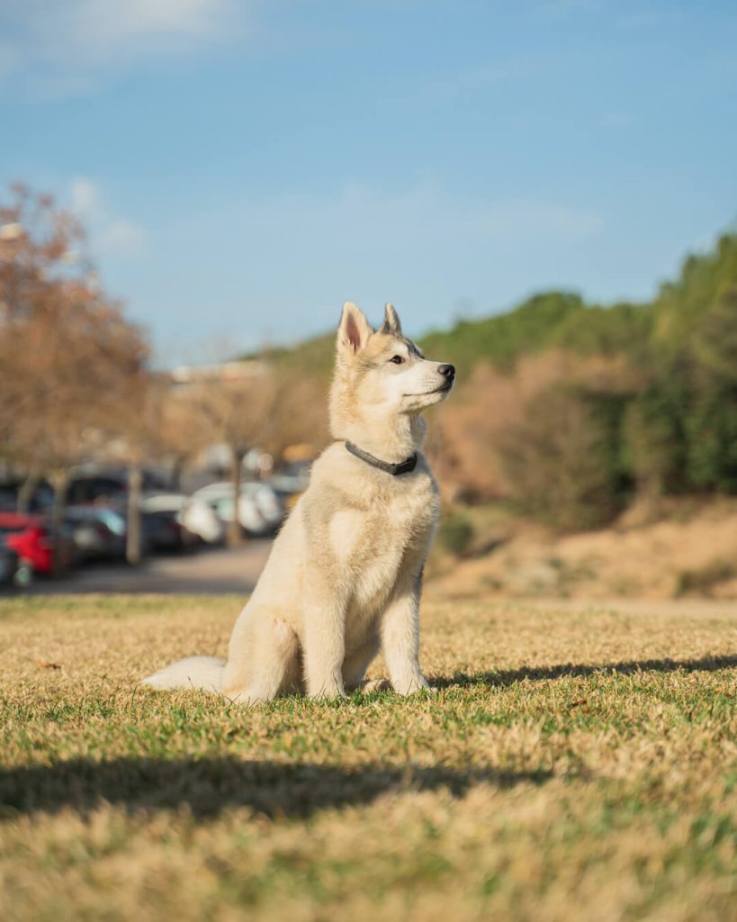 Fotos profesionales para mi perro