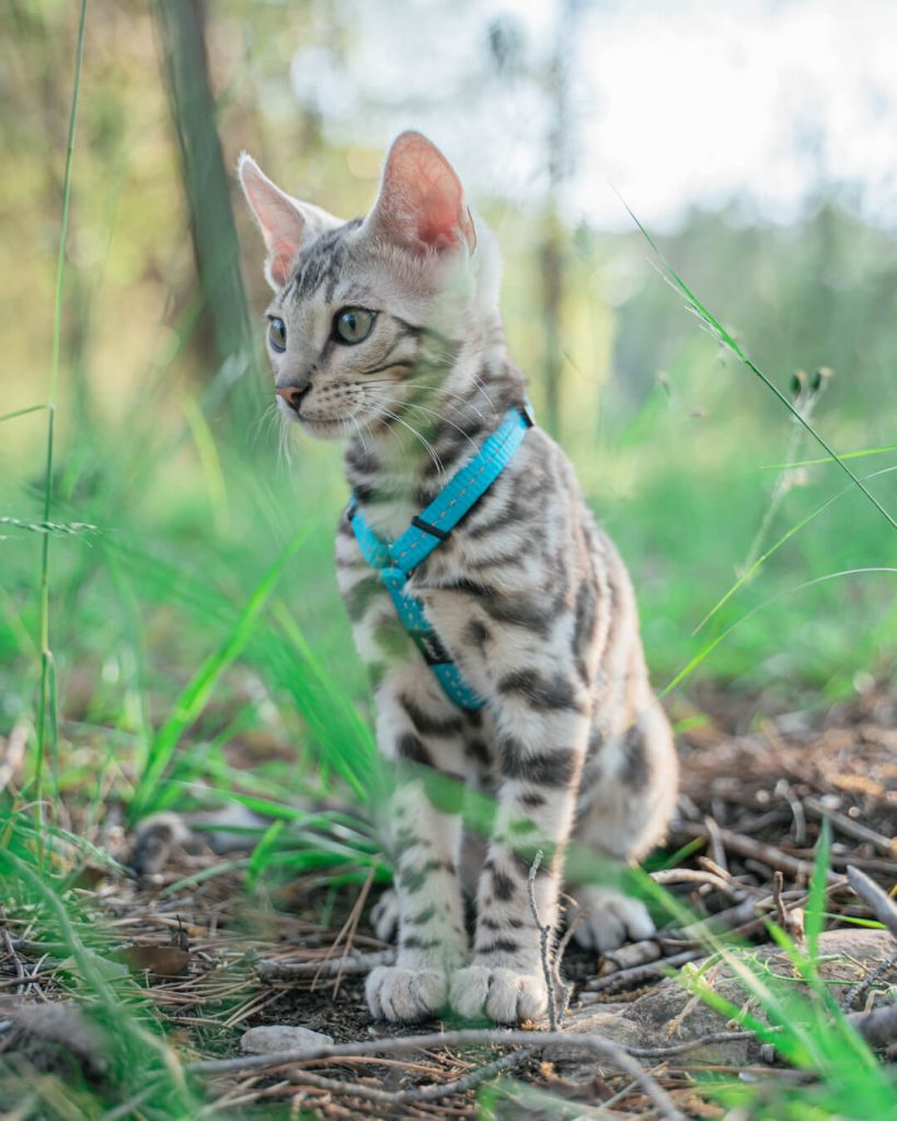 La mejor fotografía de mascotas de Sabadell