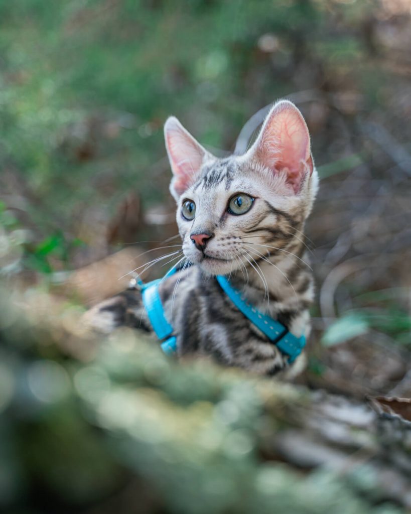 Sesión de fotos a mascotas cerca de mi