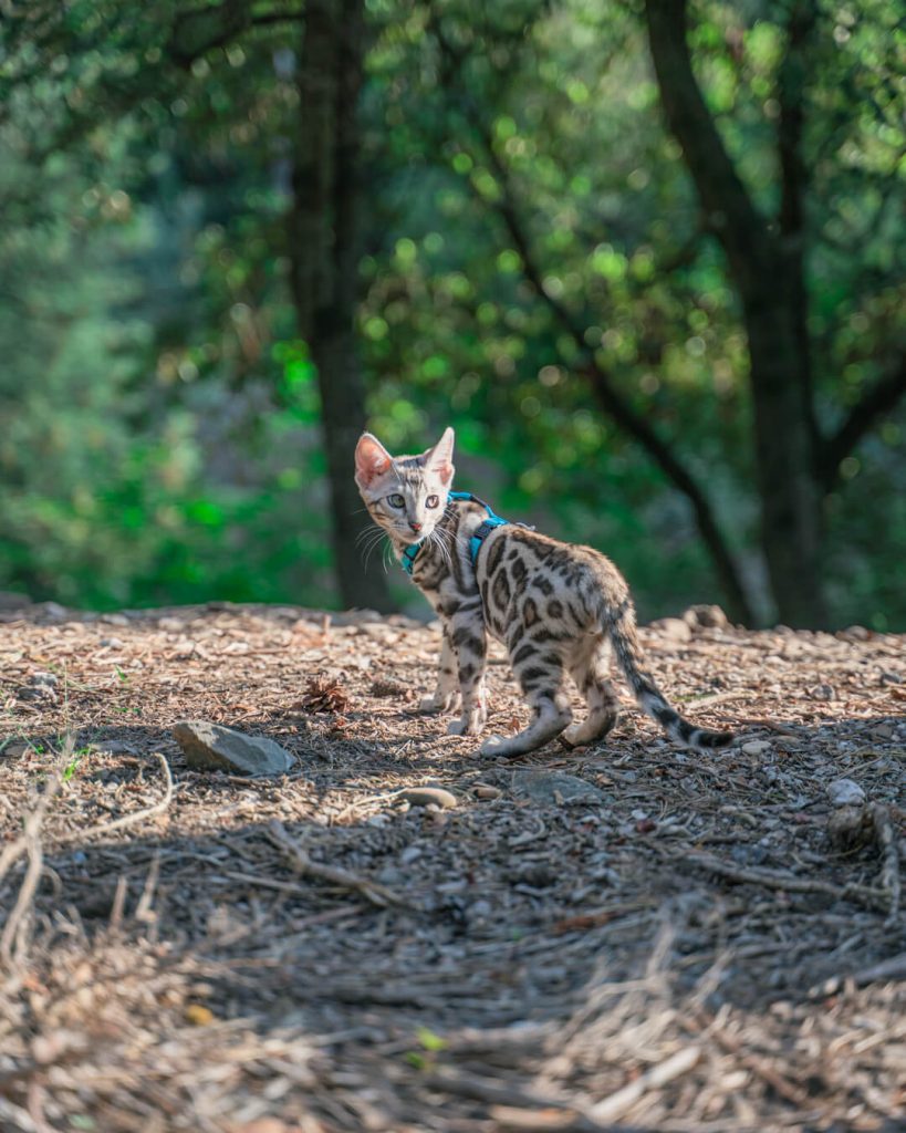 Sesión de fotos a animales en Sabadell