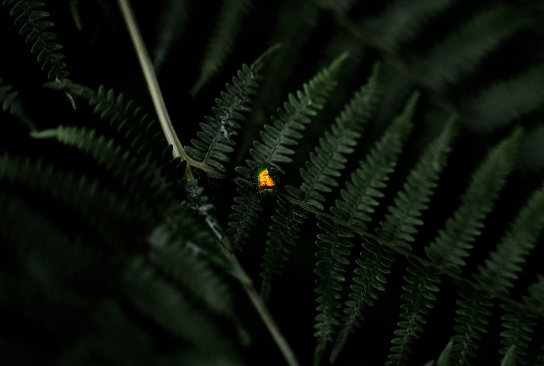 Helecho con un insecto dorado