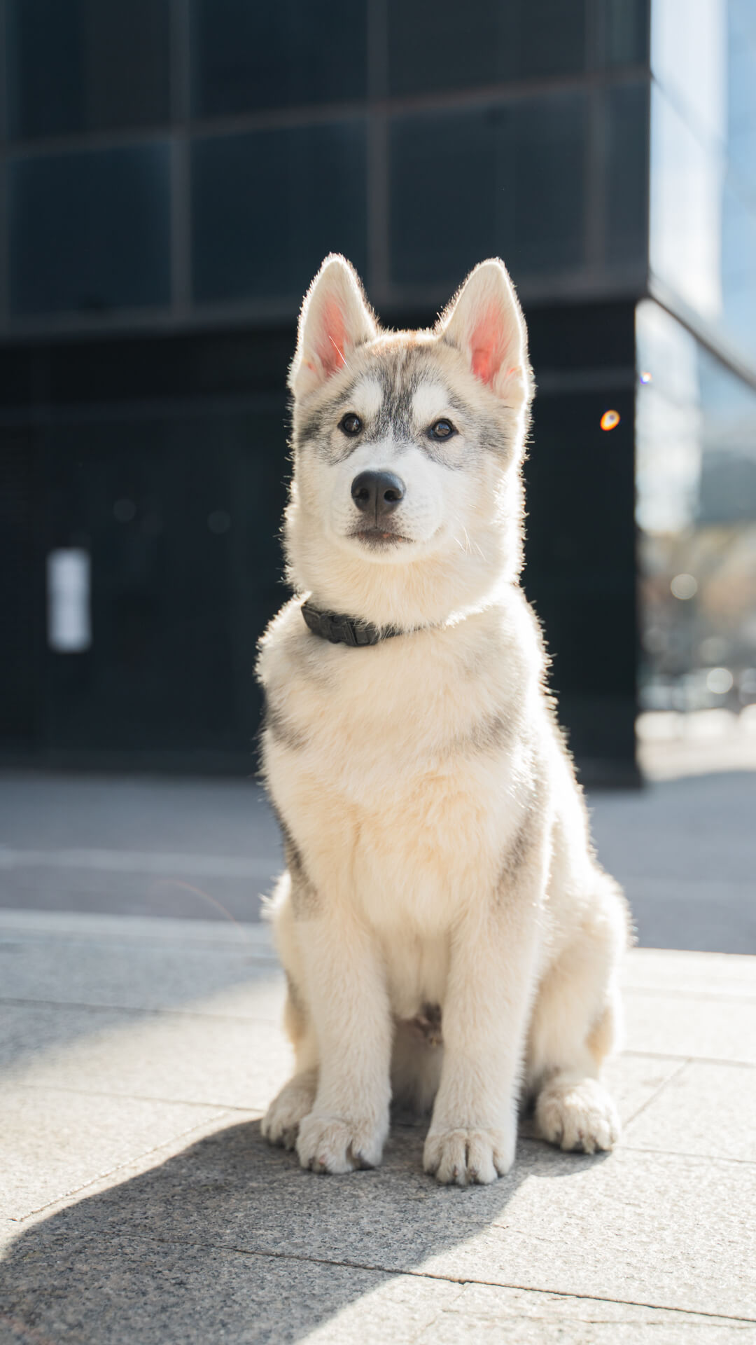 Sky, cachorro de husky, posando en la calle con edificios de cristal detrás