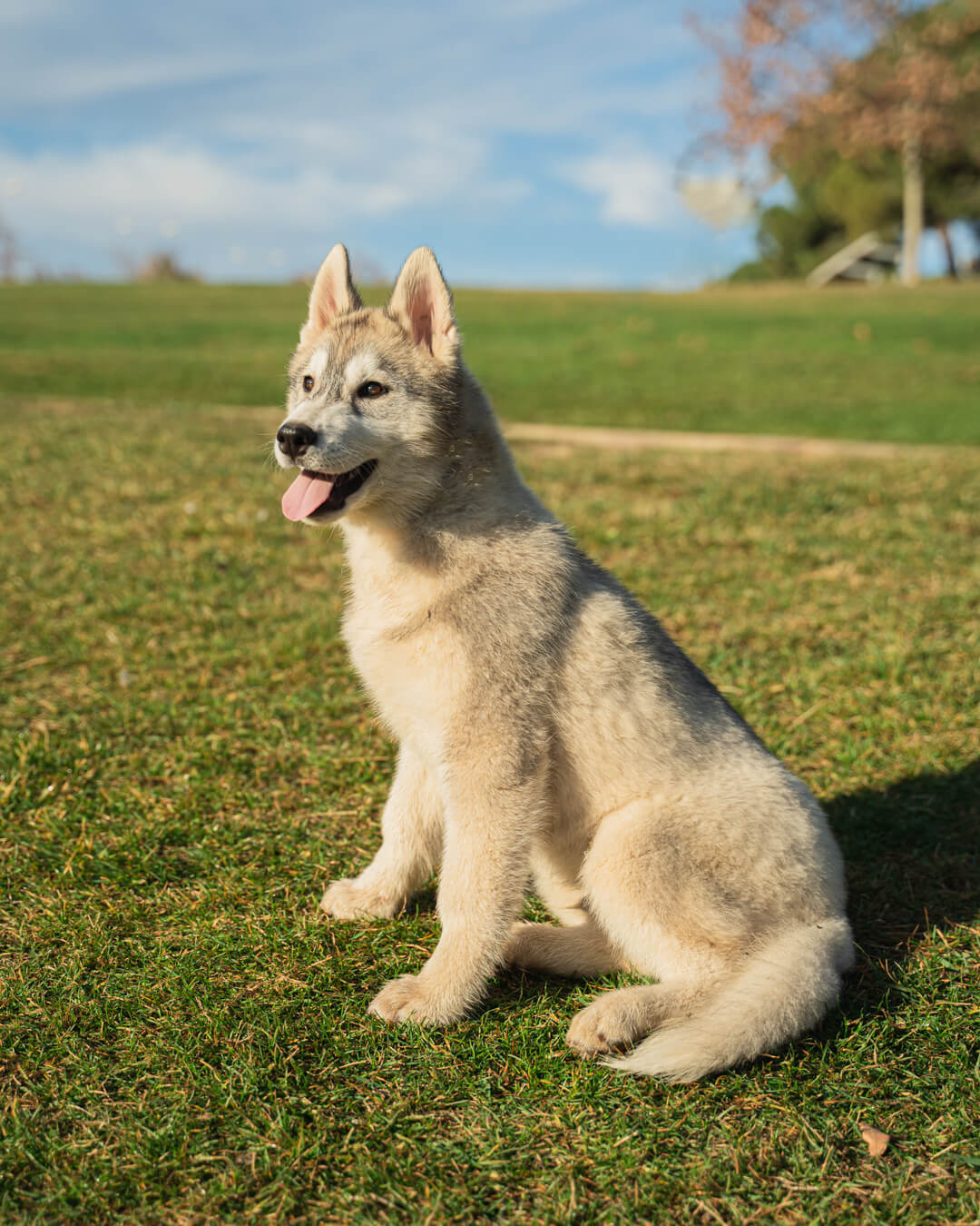 Sky, cachorro de husky, sentado en la hierba bajo el cielo azul